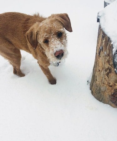 Picture of Enver Gjokaj's dog playing in ice whose body color is brown.
